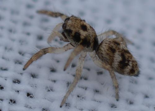 Salticus scenicus